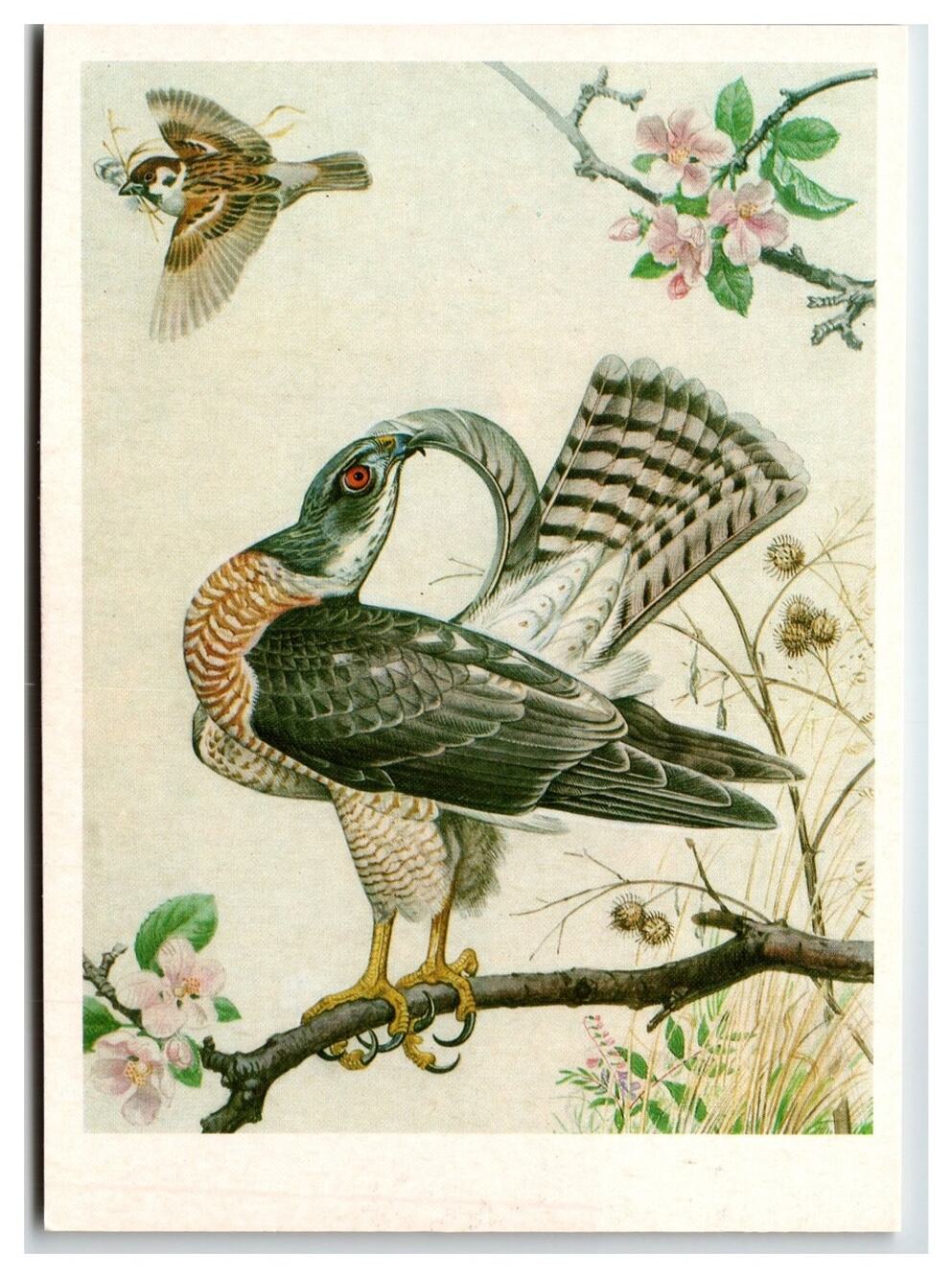 1984 Russian European Sparrowhawk Bird Art Postcard by V. Gorbatov